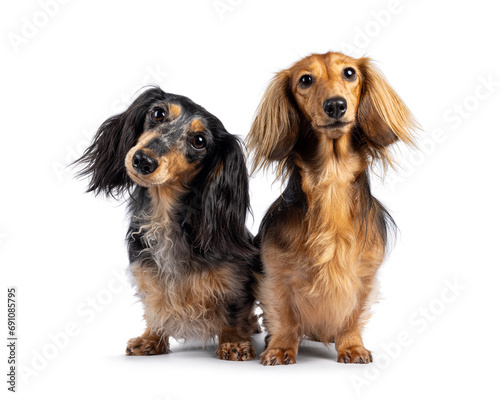 Cute duo of long smooth haired Dachshund or Teckels. Standing facing front. Looking towards camera with cute head tilt. Isolated on a white background.