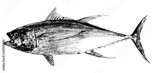 Tuna fish isolated realistic illustration. Black fin tuna. Yellow tuna Atlantic tuna fish. Hand drawn. 