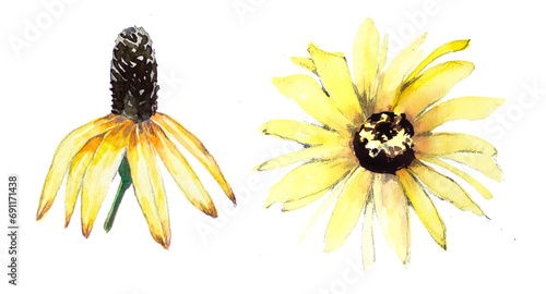 Black eyed Susan flower design. Watercolor rudbeckia field flowers painting. Garden flowers clipart set.