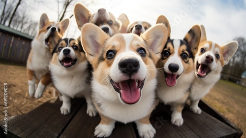 Group of cute Corgi puppies making selfie.Charming group of adorable Corgi puppys capturing a heartwarming moment, huddled together in a selfie, showcasing their playful camaraderie .