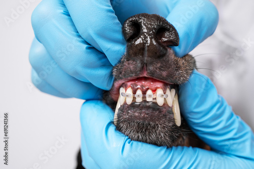 Hands of a dentist, orthodontist doctor in gloves open the mouth of a dog with braces on its teeth, checks Correction of teeth bite in animal in veterinary clinic Straightening of fangs in pets