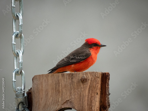 cardinal on a fence mosquetero