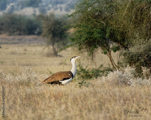 The Great Indian Bustard (GIB❤️) Ardeotis nigriceps Indian subcontinent A habitat photograph of GIB.