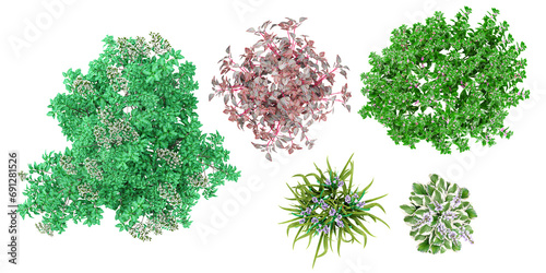From top view Heptacodium miconioides,Hosta Fortunei,ImpatiensWallerana,Iresine herbstii Kalmia,Iris flower isolate backgrounds 3d rendering png file