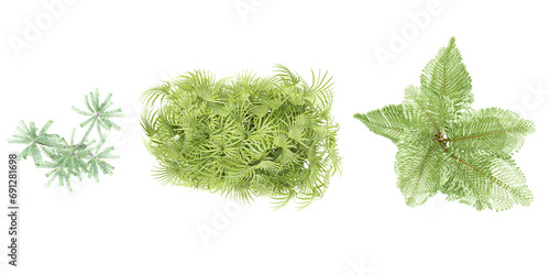 Oncosperma tigillarium,Caryota gigas,Rhapis excelsa trees from the top view isolated white background
