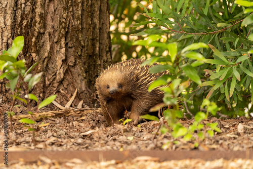 An Australian echidna emerging from a shrub in a backyard garden bed