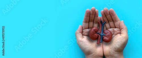 Concept of World kidney day, National Organ Donor Day, donation, diagnosis, protection and treatment. Healthcare banner. Hand holding kidney model.