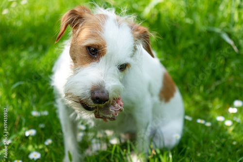 Junger Kromfohrländer Hund frisst einen Knochen