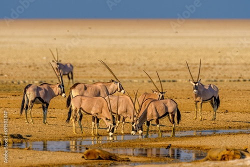 Gemsbok or South African oryx (Oryx gazella), Saltpan, Etosha National Park, Namibia
