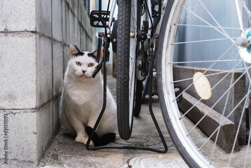 野良猫と自転車
