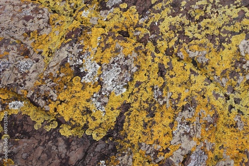 Map lichen in Australia
