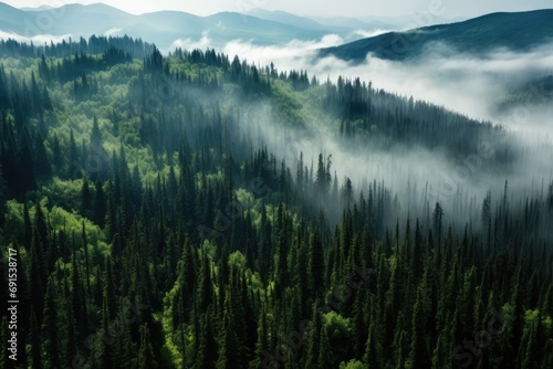 Lush Boreal Forest With Dark Green Misty Landscape, Viewed From Above