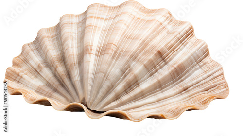 A Beautiful Sea Shell isolated on a transparent Background