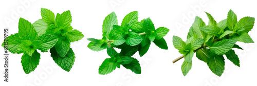 Set of mint isolated on transparent background