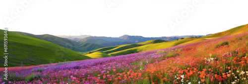 Wildflower meadow: Lush hills adorned with vivid blossoms, cut out