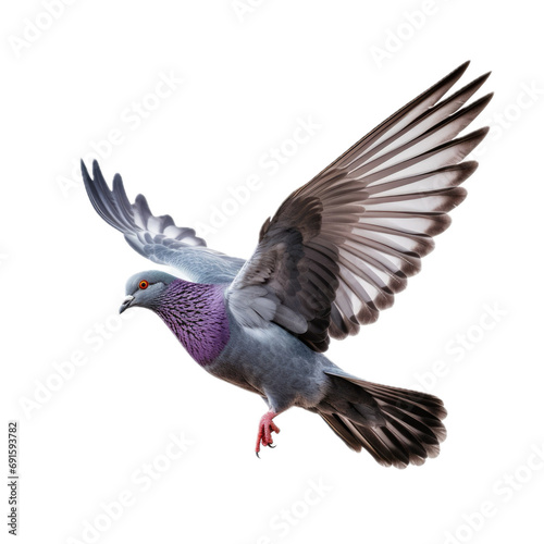 a common Pigeon flying, full body, 3/4 view in a PNG, isolated and transparent, Nature-themed, photorealistic illustration. Generative ai