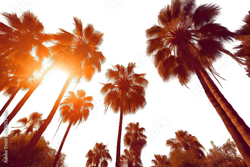 wallpaper sunlight peaceful water background light gold colours hot sunset la beach california tree los Sun shining tall palm trees Summer fashion travel vacation tourism lifestyle weather concept