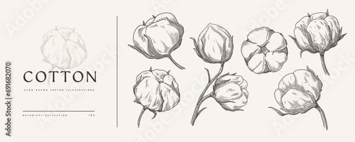 Set of hand-drawn cotton flowers. Flower buds vector illustration. Botanical illustration for floral background. Design element for postcard, poster, cover, invitation.
