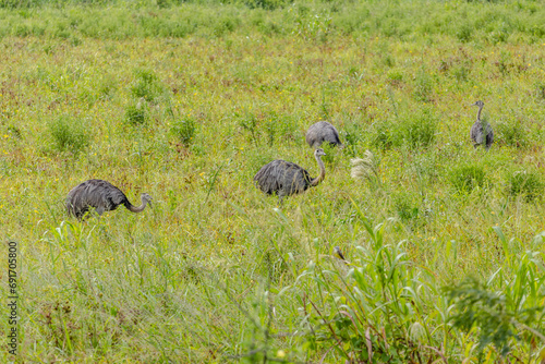 avestruz na região do pantanal sul, na cidade na Miranda, Estado do Mato Grosso do Sul, Brasil