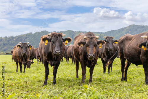 高原の牧場の牛の群れ