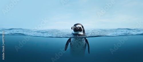 penguin in water