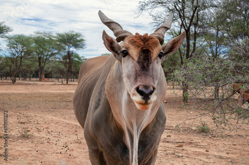 Common eland or Eland antelope, bull on the savannah of the Etosha national park, Namibia