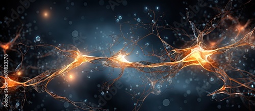 Golgi-stained pyramidal neurons in the cerebral cortex have a conical soma, from which a large apical dendrite and multiple basal dendrites emerge.