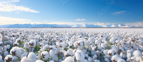 Iceland's southern Arctic cotton field.