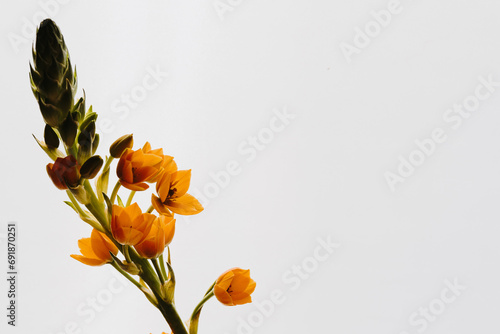 Orange Star of Bethlehem flower on white background. Minimal stylish still life floral composition