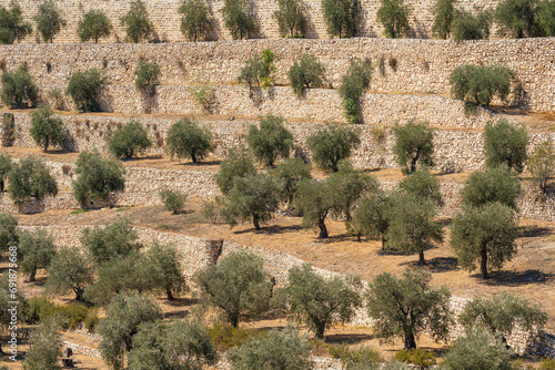 Olive tree orchard in the Kieron Valley in Jerusalem
