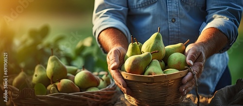 bitten pear and fresh pears in woman hands in garden farmer checks quality of the fruit harvest. Copy space image. Place for adding text