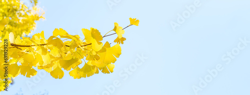 Beautiful yellow ginkgo, gingko biloba tree forest in autumn season.