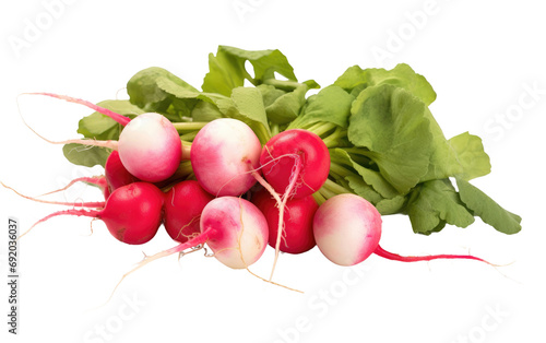 Collection of Colorful Tasty Radish Bunch on White or PNG Transparent Background.