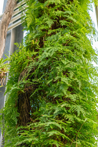 Japanese climbing fern or Lygodium Japonicum plant in Saint Gallen in Switzerland