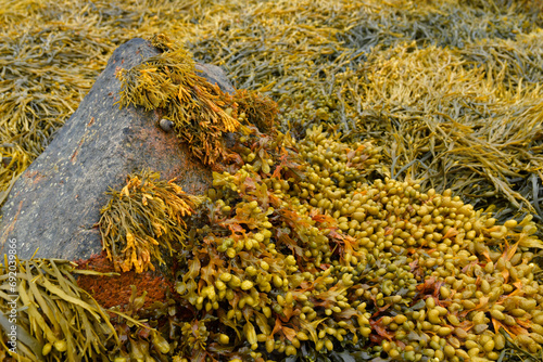 Algues à marée basse en Bretagne - France