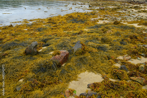 Algues à marée basse en Bretagne - France