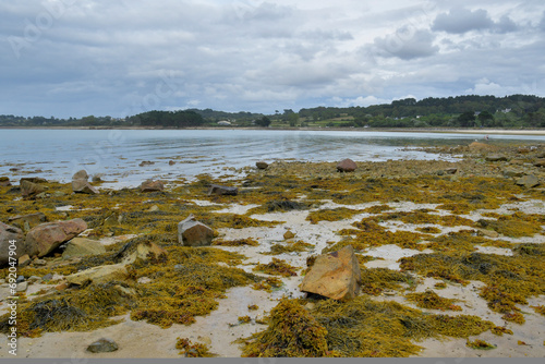 Algues à marée basse en Bretagne - France