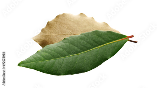 Fresh green and dry yellow bay leaf isolated on white