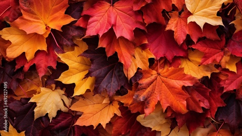 An HD photograph that beautifully captures the vibrant hues of autumn leaves, with their rich reds, oranges, and yellows, creating a warm and inviting scene that celebrates the changing seasons.