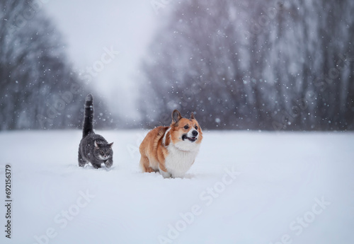 cute friends cat and corgi dog run through the snowdrifts in a winter snowy park