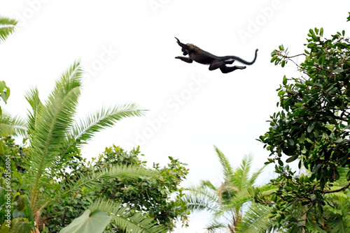 Ugandan Red Colobus (Procolobus tephrosceles) in the Air, in Middle of a Big Leap between two Trees. Bigodi Swamp, Uganda