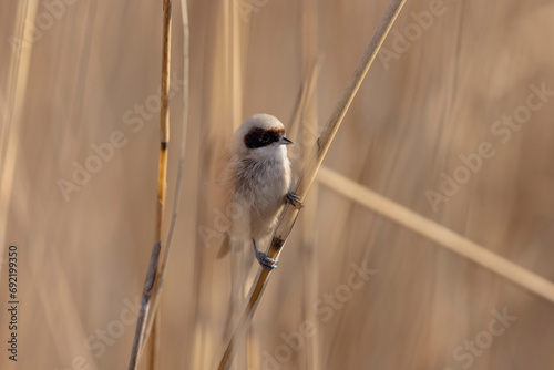 Eurasian penduline tit or European penduline tit Remiz pendulinus foraging on reed