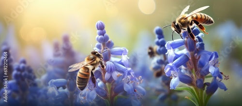 Beekeeping Honey bee foraging on borage flowers. Copy space image. Place for adding text or design
