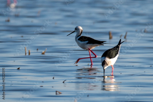 CIGÜEÑUELA EN LAS MARISMAS DE DOÑANA