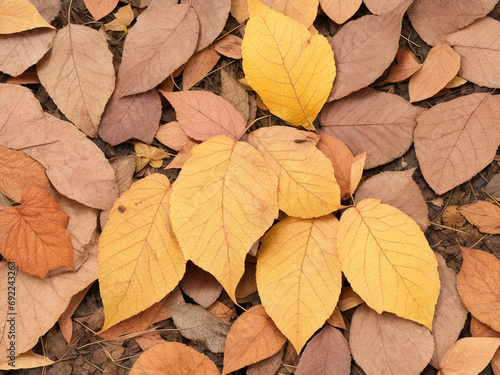 Dry leaves on the floor.
