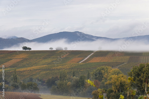 Southern Palatinate in the fog