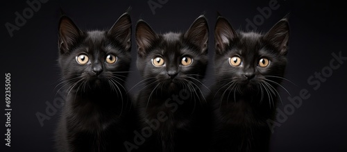 Three wary kittens, one black cat, observe.
