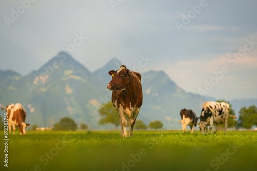 Cows pasture in Alps. Cows on alpine meadow in Switzerland. Cow pasture grass. Cow pasture green alpine meadow. Cow grazing on green field. Cows in a mountain field. Cow on mountain pasture in Alps.