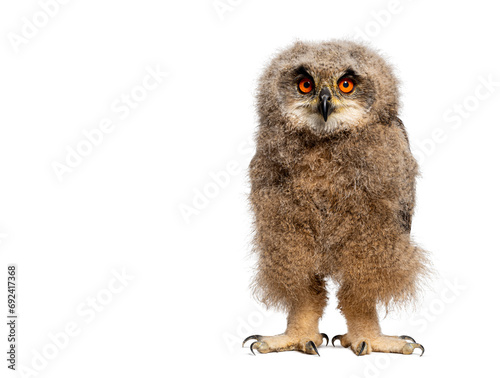 One month, Eurasian Eagle-Owl chick, Bubo bubo, looking at the camera, isolated on white