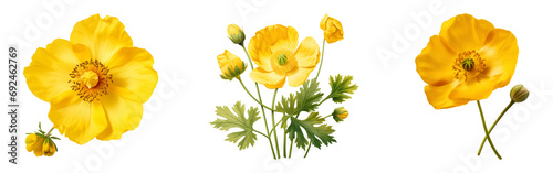 Set of yellow buttercup flower. Wildflower beauty.